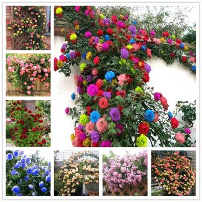 Climbing rose mix colour flower seed
